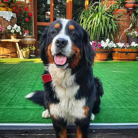 Ubytování v soukromí Straznica Komtura *